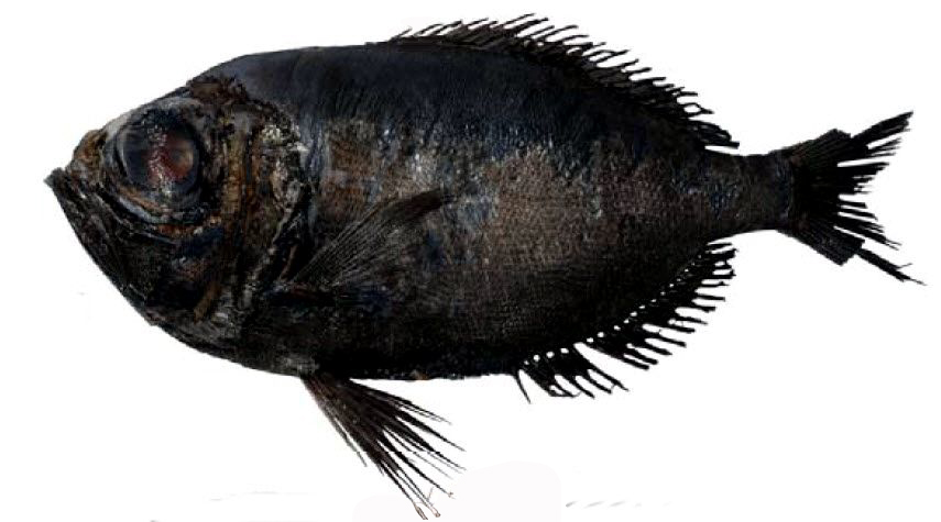 Diretmichthys parini_01